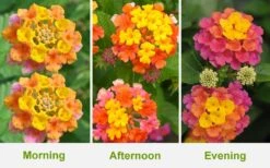 Sonset Hardy Lantana - 1 Gallon Pot -Garden Plants Shop Lantana Sonset 26