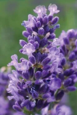 SuperBlue English Lavender - 1 Gallon Pot -Garden Plants Shop Lavender Super Blue 1