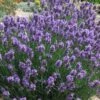 SuperBlue English Lavender - 1 Gallon Pot -Garden Plants Shop Lavender Super Blue 2