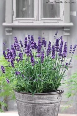 SuperBlue English Lavender - 1 Gallon Pot -Garden Plants Shop Lavender Superblue 12