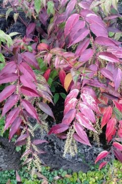 Rainbow Leucothoe (Drooping Fetterbush) - Leucothoe Fontanesiana - 1 Gallon Pot -Garden Plants Shop Leucothoe Rainbow 1