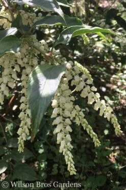 Rainbow Leucothoe (Drooping Fetterbush) - Leucothoe Fontanesiana - 1 Gallon Pot -Garden Plants Shop Leucothoe Rainbow 3