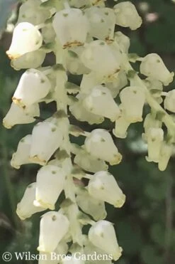 Rainbow Leucothoe (Drooping Fetterbush) - Leucothoe Fontanesiana - 1 Gallon Pot -Garden Plants Shop Leucothoe Rainbow 5