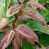 Rainbow Leucothoe (Drooping Fetterbush) - Leucothoe Fontanesiana - 1 Gallon Pot -Garden Plants Shop Leucothoe Rainbow 6