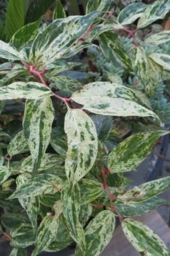 Rainbow Leucothoe (Drooping Fetterbush) - Leucothoe Fontanesiana - 1 Gallon Pot -Garden Plants Shop Leucothoe Rainbow 7