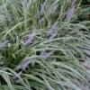 Silvery Sunproof Variegated Liriope - Lilyturf - 6 Pack Of 1 Gallon Pots -Garden Plants Shop Liriope Silvery Sunproof 13