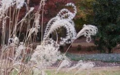 Little Zebra Grass - Miscanthus - 3 Gallon Pot -Garden Plants Shop Little Zebra Grass 1