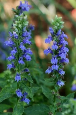 Great Blue Lobelia - 1 Gallon Pot -Garden Plants Shop Lobelia Siphilitica Great Blue 2