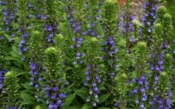 Great Blue Lobelia - 1 Gallon Pot -Garden Plants Shop Lobelia Siphilitica Great Blue 3