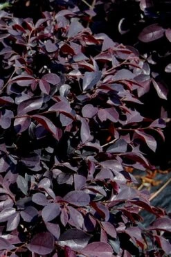 Carolina Midnight Loropetalum - 6 Pack Of 1 Gallon Pots 11 Carolina Midnight Loropetalum - 6 Pack Of 1 Gallon Pots -Garden Plants Shop Loropetalum Carolina Midnight 10