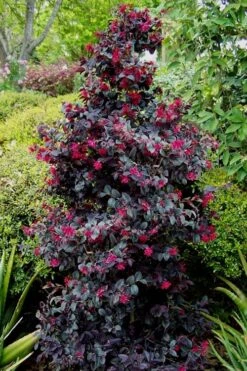 Carolina Midnight Loropetalum - 6 Pack Of 1 Gallon Pots