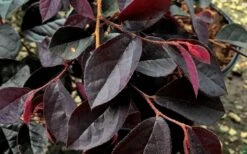 Carolina Midnight Loropetalum - 6 Pack Of 1 Gallon Pots 13 Carolina Midnight Loropetalum - 6 Pack Of 1 Gallon Pots -Garden Plants Shop Loropetalum Carolina Midnight Leaves