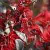 Ever Red Loropetalum (Chinese Fringeflower) - 3 Gallon Pot -Garden Plants Shop Loropetalum Ever Red 10