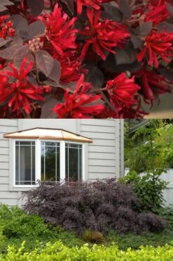 Ever Red Loropetalum (Chinese Fringeflower) - 2 Gallon Pot 12 Ever Red Loropetalum (Chinese Fringeflower) - 2 Gallon Pot -Garden Plants Shop Loropetalum Ever Red 2 500x750 2