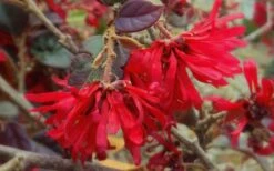 Ever Red Loropetalum (Chinese Fringeflower) - 3 Gallon Pot -Garden Plants Shop Loropetalum Ever Red Flower 2