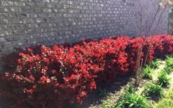 Ever Red Loropetalum (Chinese Fringeflower) - 3 Gallon Pot -Garden Plants Shop Loropetalum Ever Red Hedge