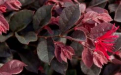 Purple Daydream Dwarf Loropetalum - 1 Gallon Pot -Garden Plants Shop Loropetalum Purple Daydream 2