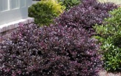 Purple Daydream Dwarf Loropetalum - 1 Gallon Pot -Garden Plants Shop Loropetalum Purple Daydream 20