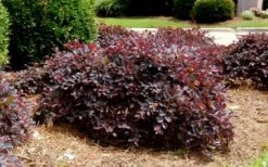 Purple Daydream Dwarf Loropetalum - 1 Gallon Pot -Garden Plants Shop Loropetalum Purple Daydream 4