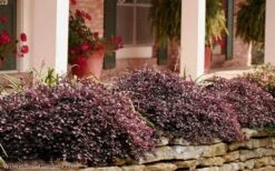 Purple Pixie Loropetalum - 1 Gallon Pot -Garden Plants Shop Loropetalum Purple Pixie 102
