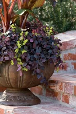 Purple Pixie Loropetalum - 1 Gallon Pot -Garden Plants Shop Loropetalum Purple Pixie 104