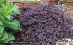 Purple Pixie Loropetalum - 1 Gallon Pot -Garden Plants Shop Loropetalum Purple Pixie 12