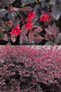 Red Diamond Loropetalum - 1 Gallon Pot -Garden Plants Shop Loropetalum Red Diamond 500x750 2