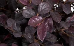 Red Diamond Loropetalum - 1 Gallon Pot -Garden Plants Shop LoropetalumRedDiamond 3 1