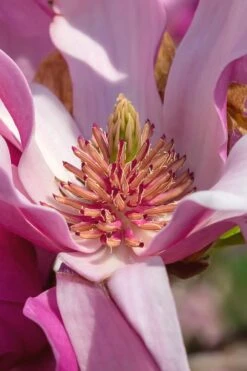 Ann Magnolia Tulip Tree - 2 Gallon Pot 16 Ann Magnolia Tulip Tree - 2 Gallon Pot -Garden Plants Shop Magnolia Ann 31 2