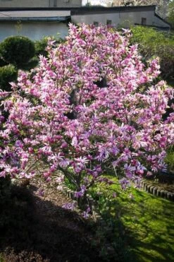 Betty Magnolia Tulip Tree - 1 Gallon Pot -Garden Plants Shop Magnolia Betty 7