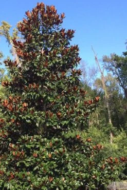 Brackens Brown Beauty Magnolia - 7 Gallon Pot (4-5') -Garden Plants Shop Magnolia Bracken Brown Beauty 500x750 5