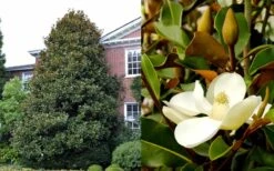 Brackens Brown Beauty Magnolia - 7 Gallon Pot (4-5') -Garden Plants Shop Magnolia Brackens Brown Beauty 1 4