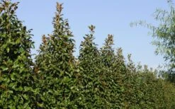 Brackens Brown Beauty Magnolia - 5 Gallon Pot -Garden Plants Shop Magnolia Brackens Brown Beauty 6 3