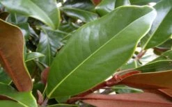 Brackens Brown Beauty Magnolia - 7 Gallon Pot (4-5') -Garden Plants Shop Magnolia Brackens Brown Beauty Leaves 4