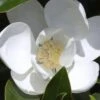 Claudia Wannamaker Southern Magnolia - 7 Gallon Pot (4-5') 1 Claudia Wannamaker Southern Magnolia - 7 Gallon Pot (4-5') -Garden Plants Shop Magnolia Claudia Wannamaker 1 1