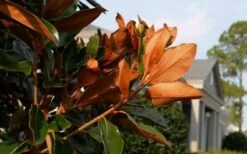 Claudia Wannamaker Southern Magnolia - 7 Gallon Pot (4-5') -Garden Plants Shop Magnolia Claudia Wannamaker 3 1