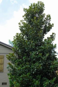 Claudia Wannamaker Southern Magnolia - 7 Gallon Pot (4-5') -Garden Plants Shop Magnolia Claudia Wannamaker 4 1