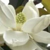 D. D. Blanchard Southern Magnolia - 1 Gallon Pot -Garden Plants Shop Magnolia DD Blanchard 10