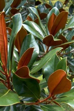 D. D. Blanchard Southern Magnolia - 1 Gallon Pot -Garden Plants Shop Magnolia DD Blanchard 11