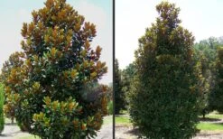 D. D. Blanchard Southern Magnolia - 1 Gallon Pot -Garden Plants Shop Magnolia DD Blanchard