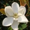 Kay Parris Southern Magnolia - 7 Gallon Pot (5-6') 2 Kay Parris Southern Magnolia - 7 Gallon Pot (5-6') -Garden Plants Shop Magnolia Kay Parris 1 1
