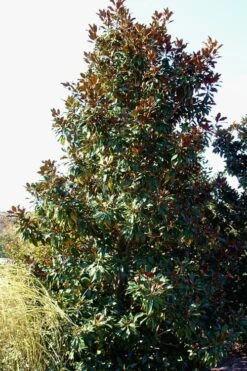 Kay Parris Southern Magnolia - 7 Gallon Pot (5-6') -Garden Plants Shop Magnolia Kay Parris 2 1