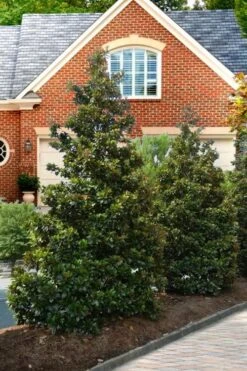 Kay Parris Southern Magnolia - 7 Gallon Pot (5-6') -Garden Plants Shop Magnolia Kay Parris 4 1