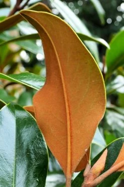 Kay Parris Southern Magnolia - 7 Gallon Pot (4-5') -Garden Plants Shop Magnolia Kay Parris 5