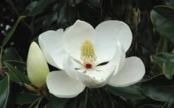 Kay Parris Southern Magnolia - 7 Gallon Pot (4-5') -Garden Plants Shop Magnolia Little Gem Bloom 2