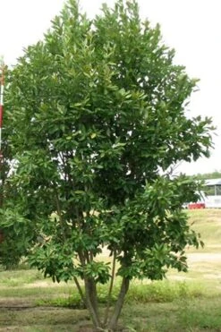 Moonglow Sweet Bay Magnolia Tree (Magnolia Virginiana 'Jim Wilson') - 7 Gallon Pot (6-7') -Garden Plants Shop Magnolia Moonglow Sweetbay 6