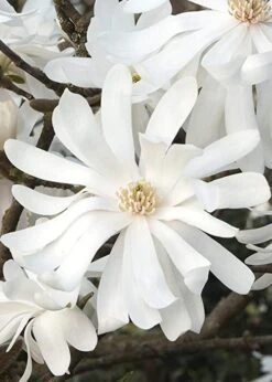 Royal Star Magnolia - 3 Gallon Pot 15 Royal Star Magnolia - 3 Gallon Pot -Garden Plants Shop Magnolia Royal Star 10 1