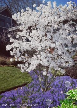 Royal Star Magnolia - 3 Gallon Pot 12 Royal Star Magnolia - 3 Gallon Pot -Garden Plants Shop Magnolia Royal Star 12 1