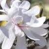 Royal Star Magnolia - 3 Gallon Pot 2 Royal Star Magnolia - 3 Gallon Pot -Garden Plants Shop Magnolia Royal Star 13 1