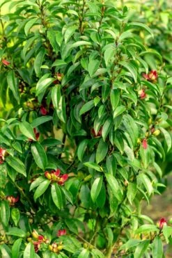 Stellar Ruby Magnolia X Figo - Banana Shrub Hybrid - 1 Gallon Pot -Garden Plants Shop Magnolia Stellar Ruby 4